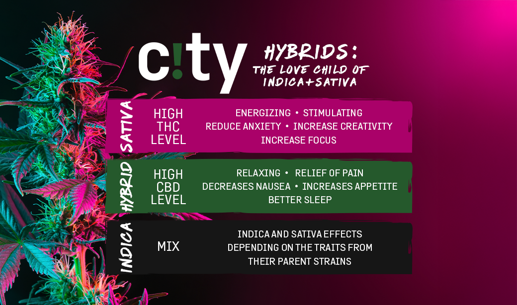 Hybrid Cannabis Strains: The Best of Both Worlds
