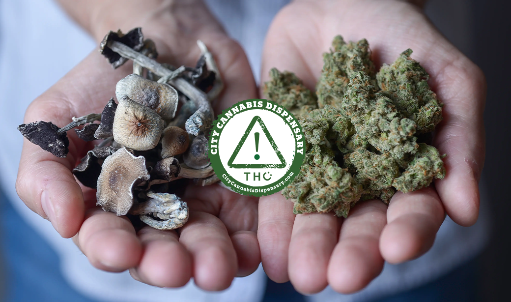 CBD Coffee vs Mushroom Coffee: A Comprehensive Comparison