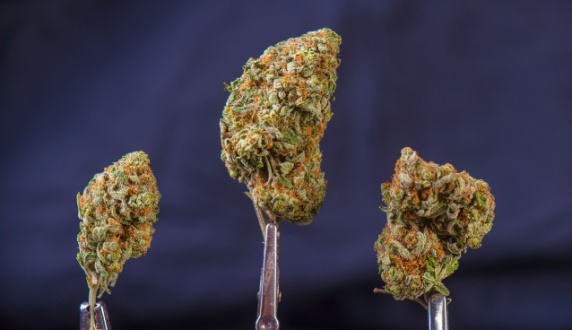understanding cannabis strains
